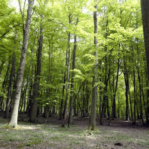 La Charte Forestière de Territoire avec Vendée Cœur Océan