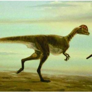 Exposition d’empreinte de dinosaure